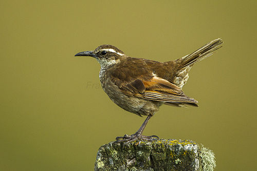 Stout-billed cinclodes